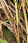 Wretched sedge